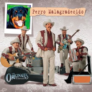 PERRO MALAGRADECIDO