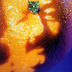 A PICTURE OF NECTAR