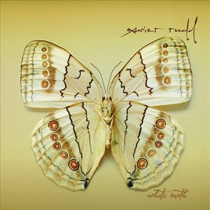 WHITE MOTH